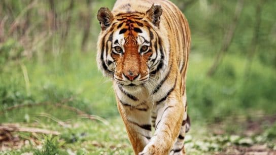 10 of the Most Endangered Species in India
