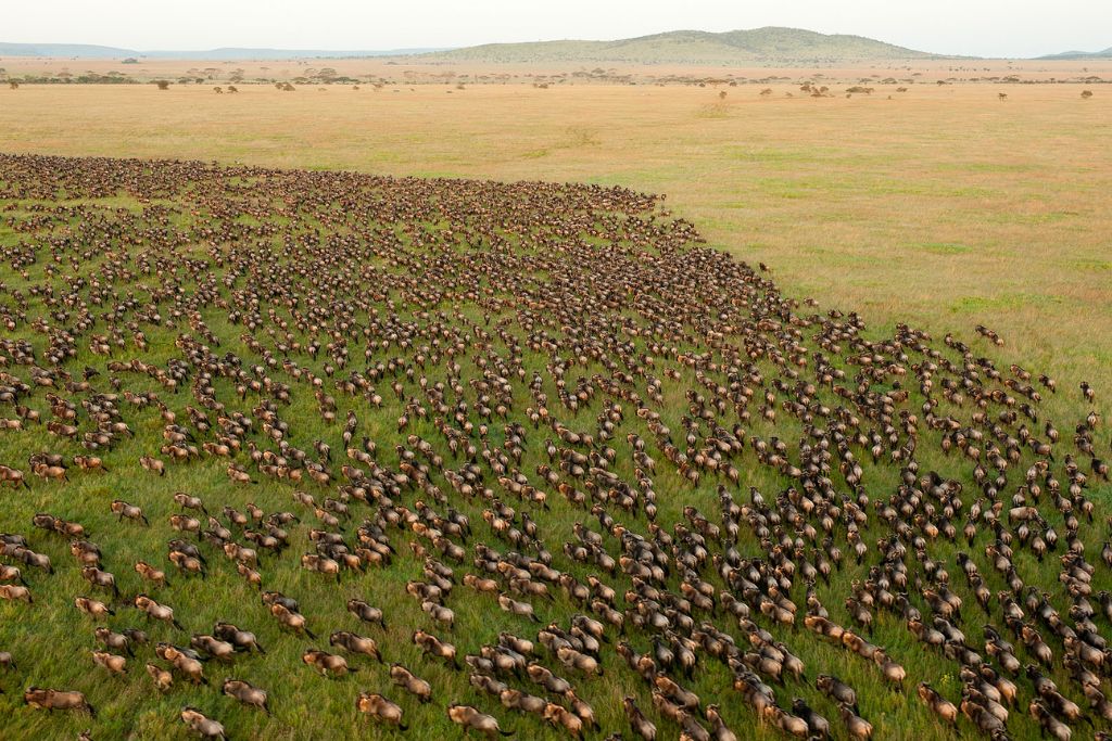 How Are Plants and Animals Responding to Climate Change?