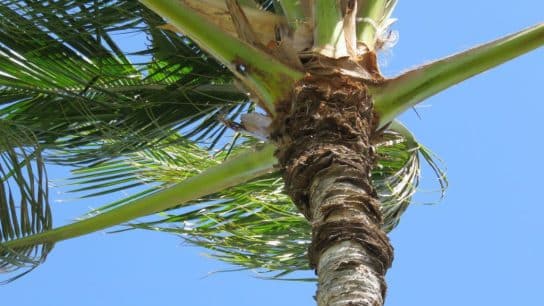 How a Beetle Is Threatening Hawaii’s Culture and Climate Resilience