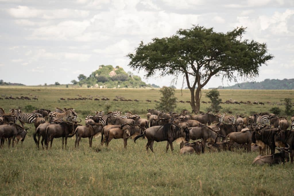 The great migration in Serengeti.