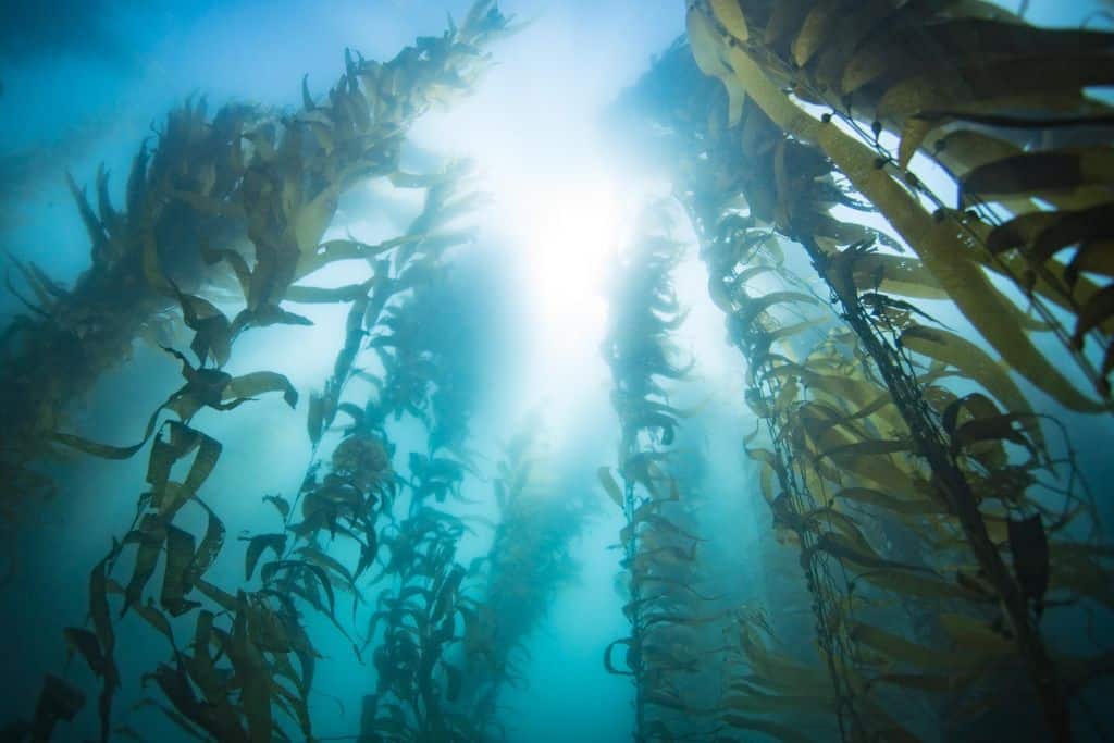Underwater kelp forest in California.
