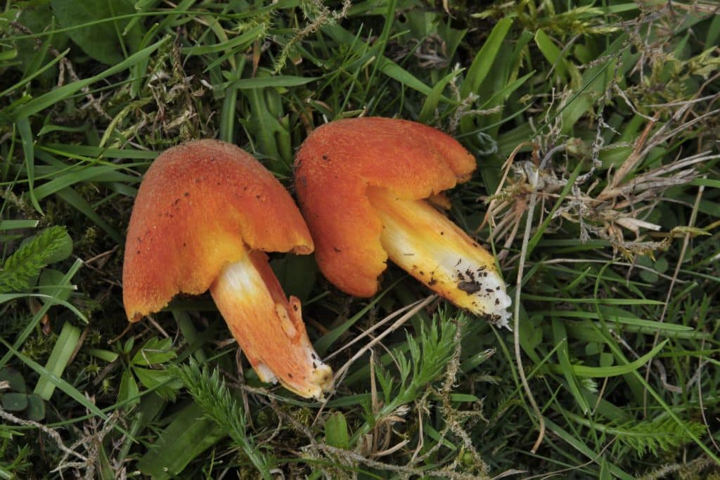 The fibrous waxcap (Hygrocybe intermedia) is threatened with extinction.