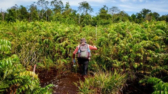 Tropical Peat: The Unloved ‘Cinderella’ of Carbon Storage