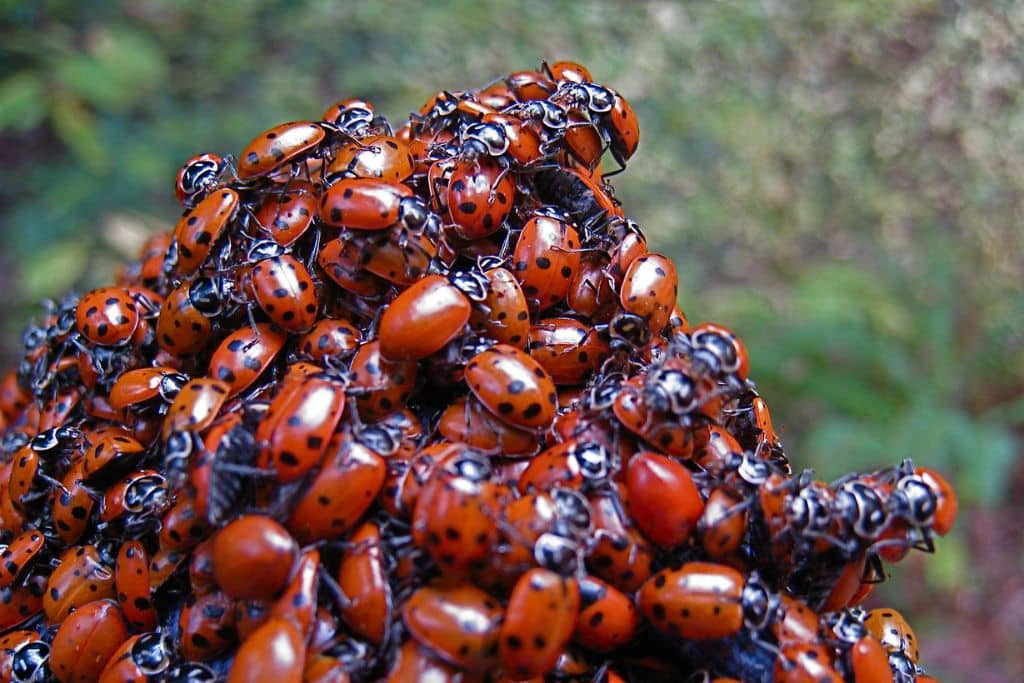 A cluster of ladybugs in the Forest of Nisene Marks, California.