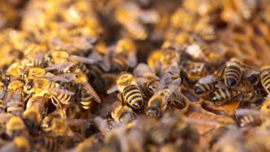 Insects Matter. Why Are We Wiping Them Out?