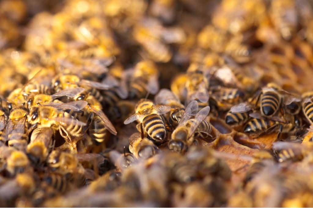 Insects Matter. Why Are We Wiping Them Out?
