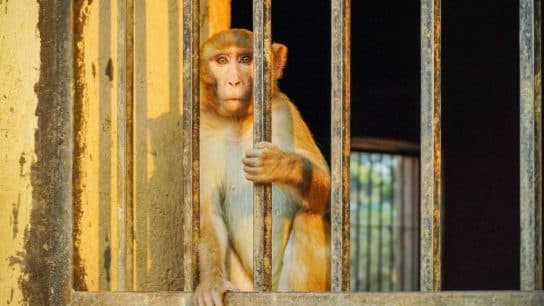 Why the Pandemic Agreement Matters for Animal Protection