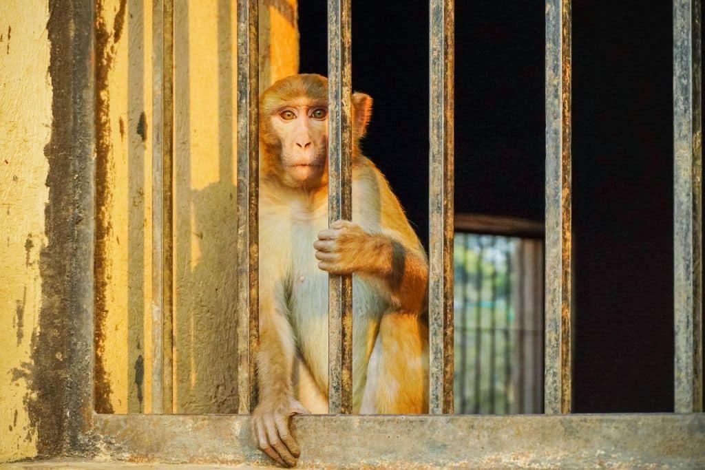 A monkey held in captivity behind bars.