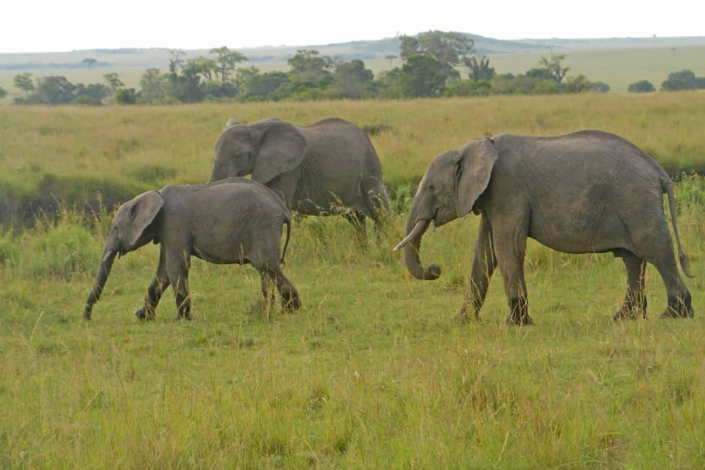 African savanna elephants in the Masai Mara National Reserve, Kenya.