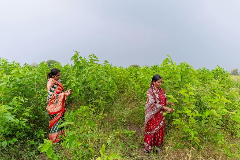 Want to Make Regenerative Farming Mainstream? Cut the Middleman