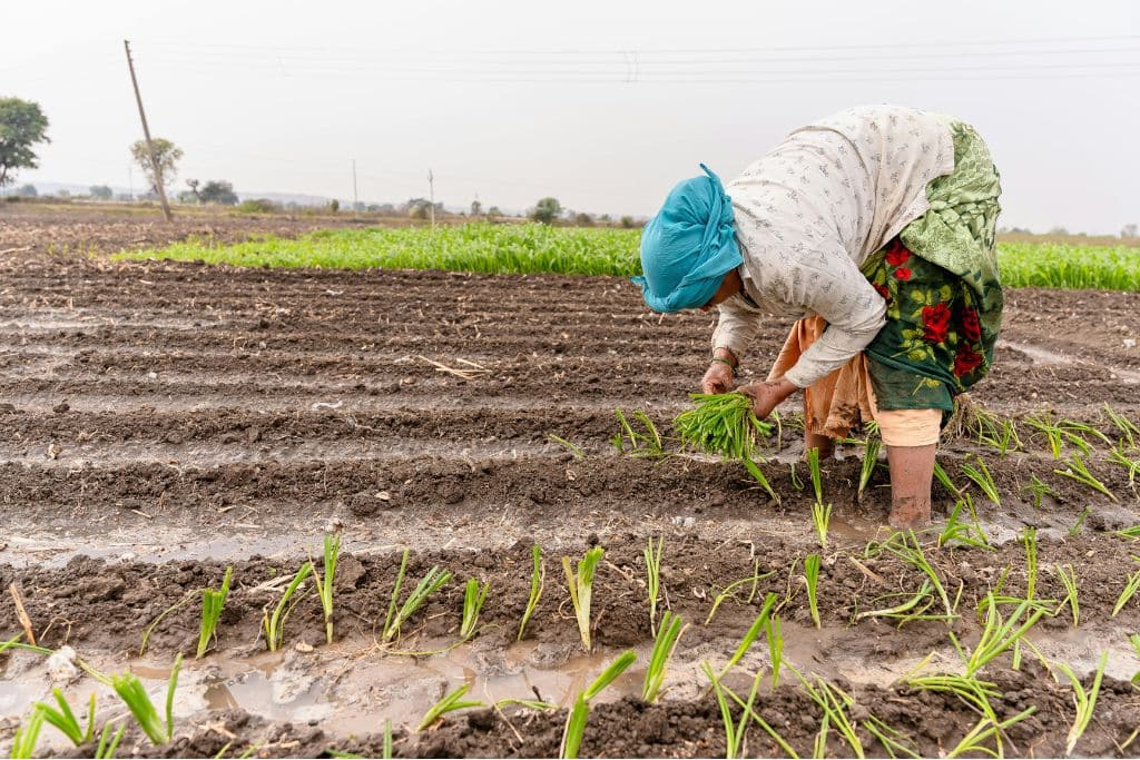 Farmers working in a field in Nagpur, India.