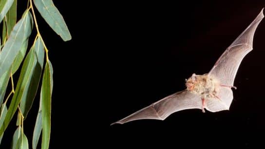 Around the World, Bats Are Protecting Rice Crops Against Pests