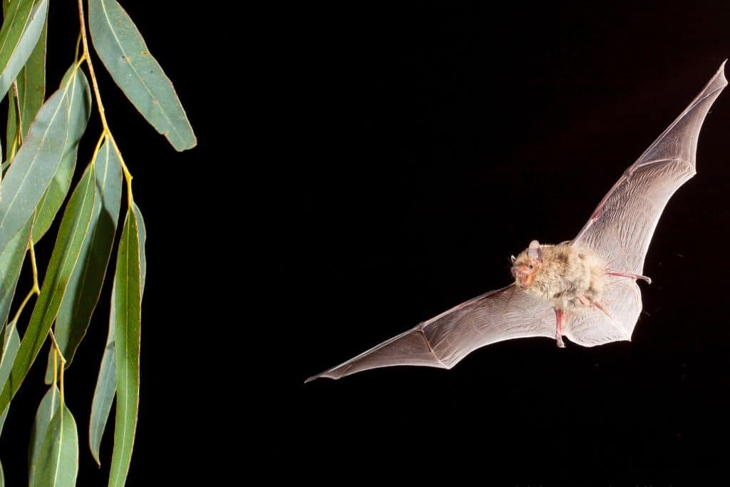 Around the World, Bats Are Protecting Rice Crops Against Pests