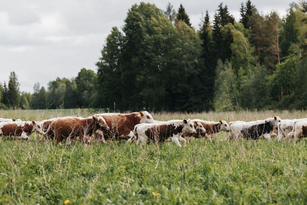 Holistic land management and sustainable animal husbandry.