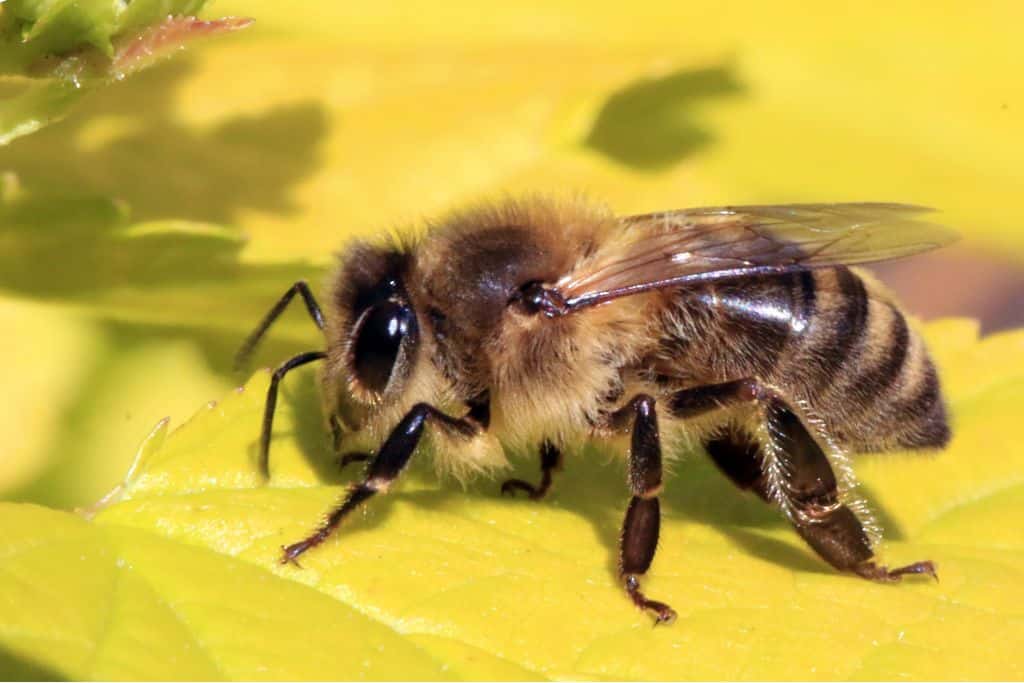 Honey bee on a yellow flower.