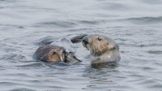 Sea Otter: Endangered Species Spotlight