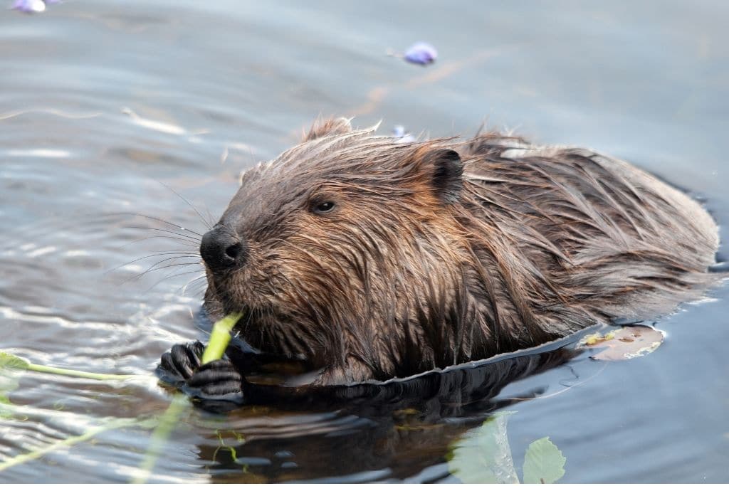Harmony in Nature: The Vital Role of Keystone Species in Human-Wildlife Coexistence