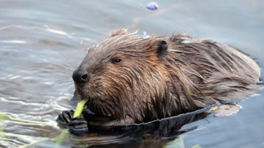 Harmony in Nature: The Vital Role of Keystone Species in Human-Wildlife Coexistence