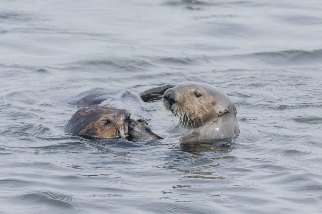 Sea Otter: Endangered Species Spotlight