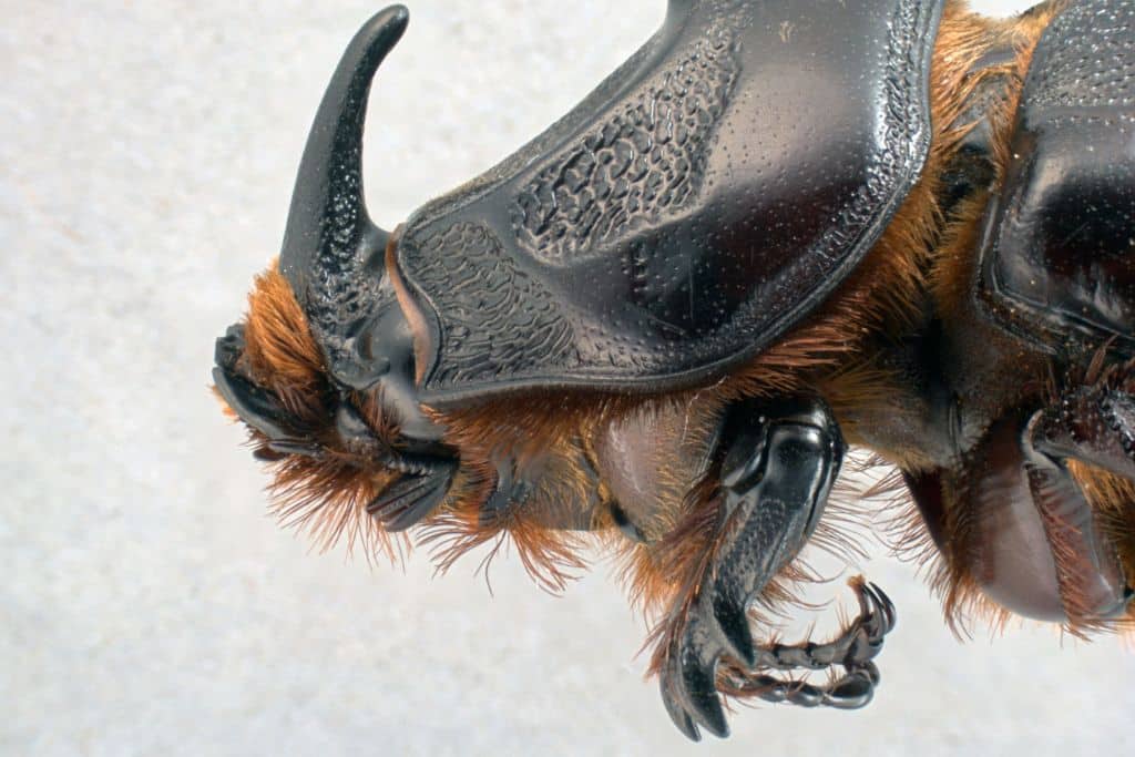 Close-up of a male coconut rhinoceros beetle's horn.