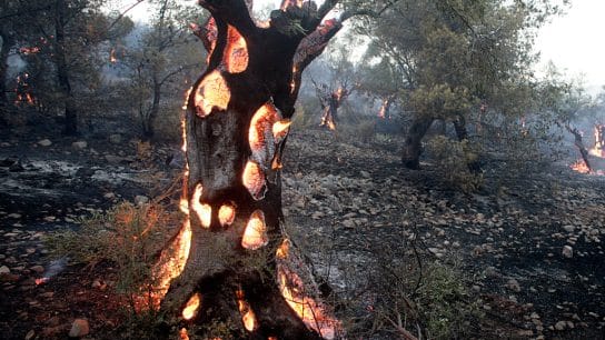 How Ecosystems Recover After A Fire