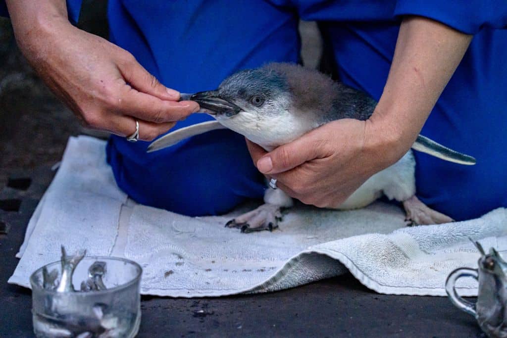 Meeting conservation teams in New Zealand protecting penguins.