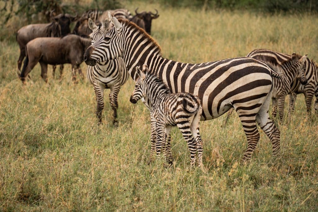 Zebras in Serengeti.
