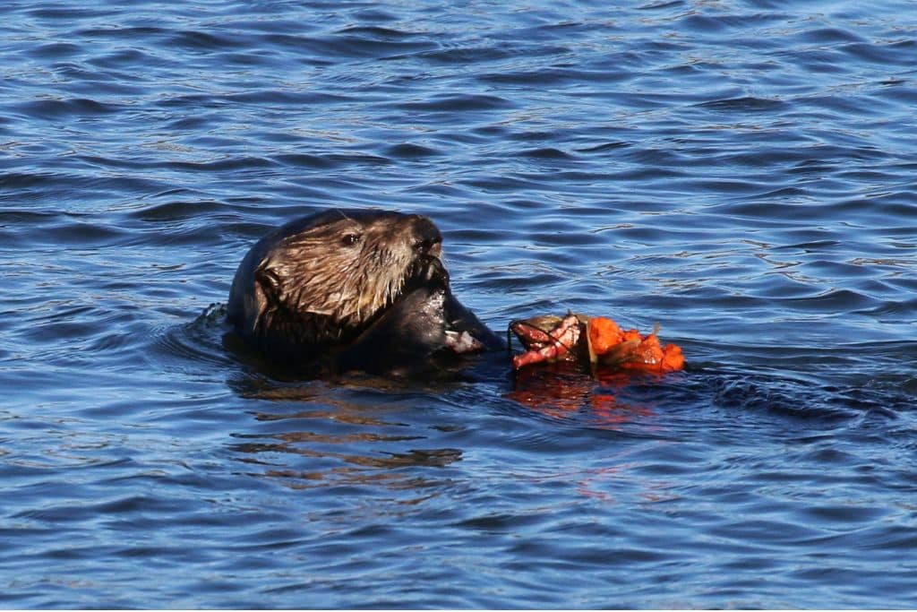 A sea otter feeding on his back in Morro Bay, California.