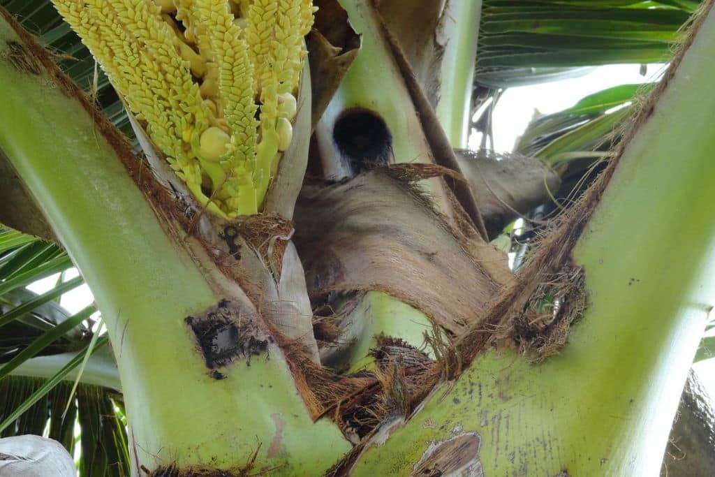 Damage to coconut in Hawaii caused by the Asiatic rhinoceros beetle, or coconut rhinoceros beetle (Oryctes rhinoceros).