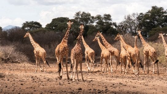 Meru National Park in Transition: Preserving a Wild Legacy in a Changing Climate