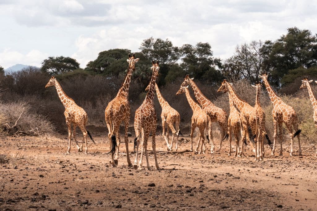 Giraffes in Meru National Park.