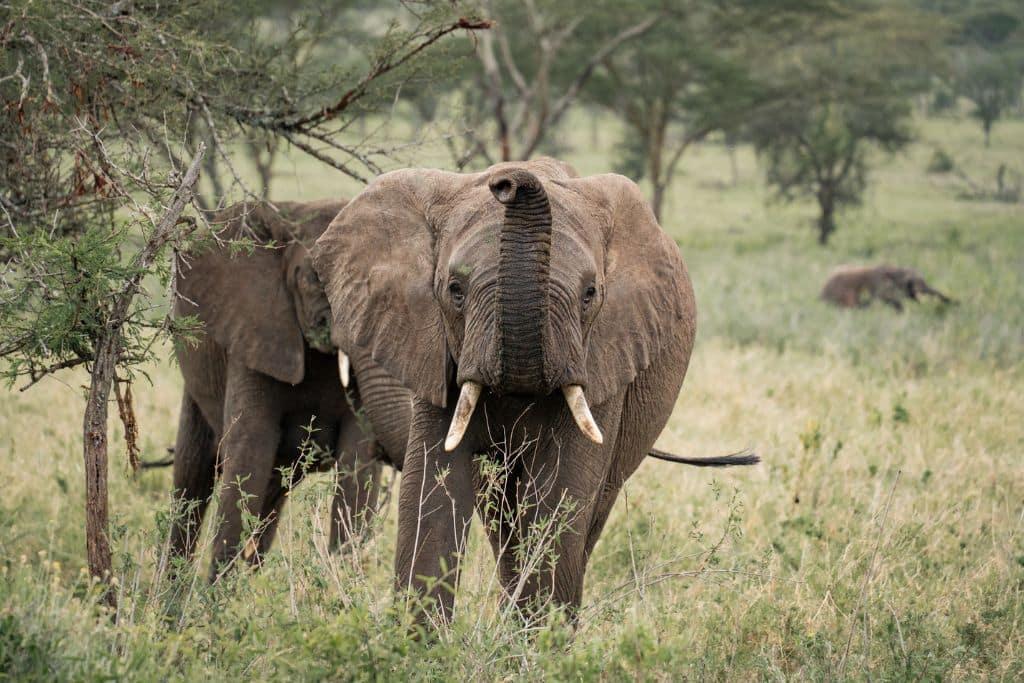 Elephants in Tanzania.