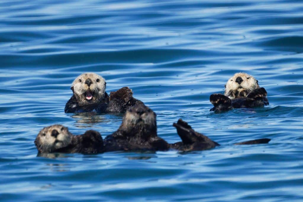Sea otters swimming in Prince William Sounds, Alaska.