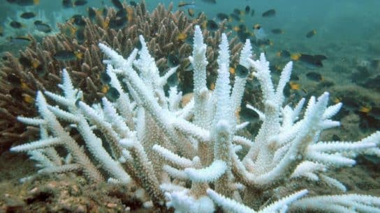 Scientists Confirm Largest Coral Bleaching Event on Record Affecting Nearly 84% of World’s Reefs