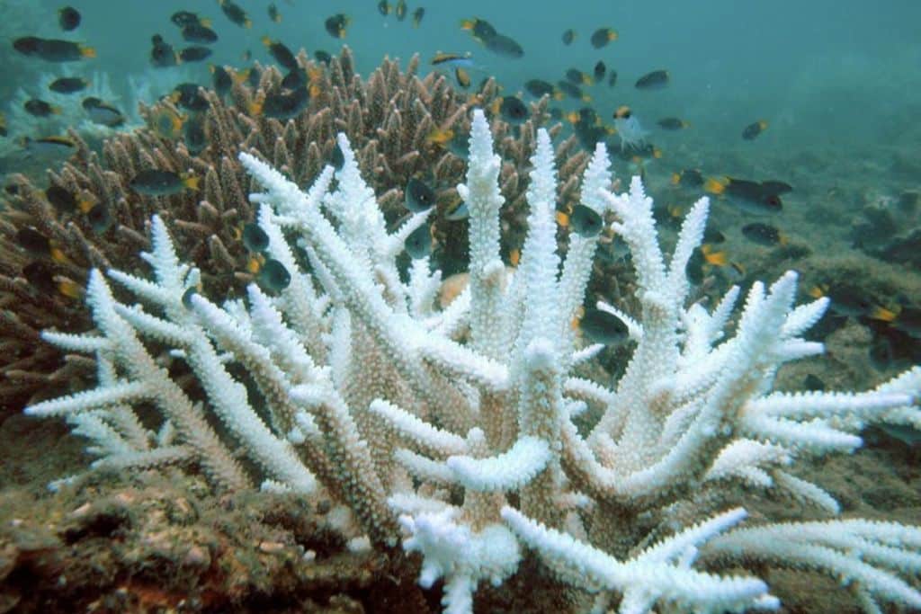 Scientists Confirm Largest Coral Bleaching Event on Record Affecting Nearly 84% of World’s Reefs