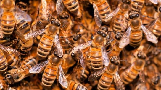What Happens to Ecosystems When Bees Disappear?