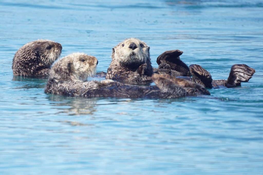 Sea otter populations in Alaska have seen promising increases due to relocation initiatives.