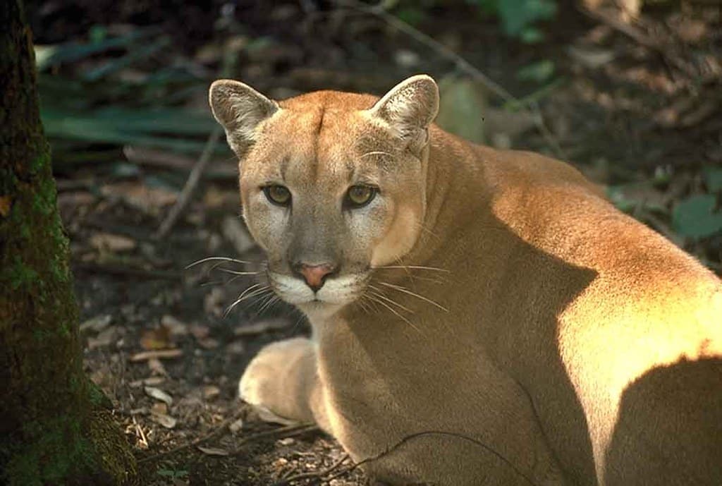 Florida panther.