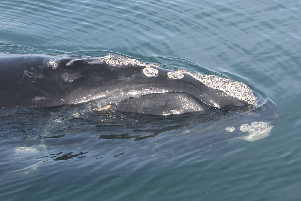 North Atlantic right whale.