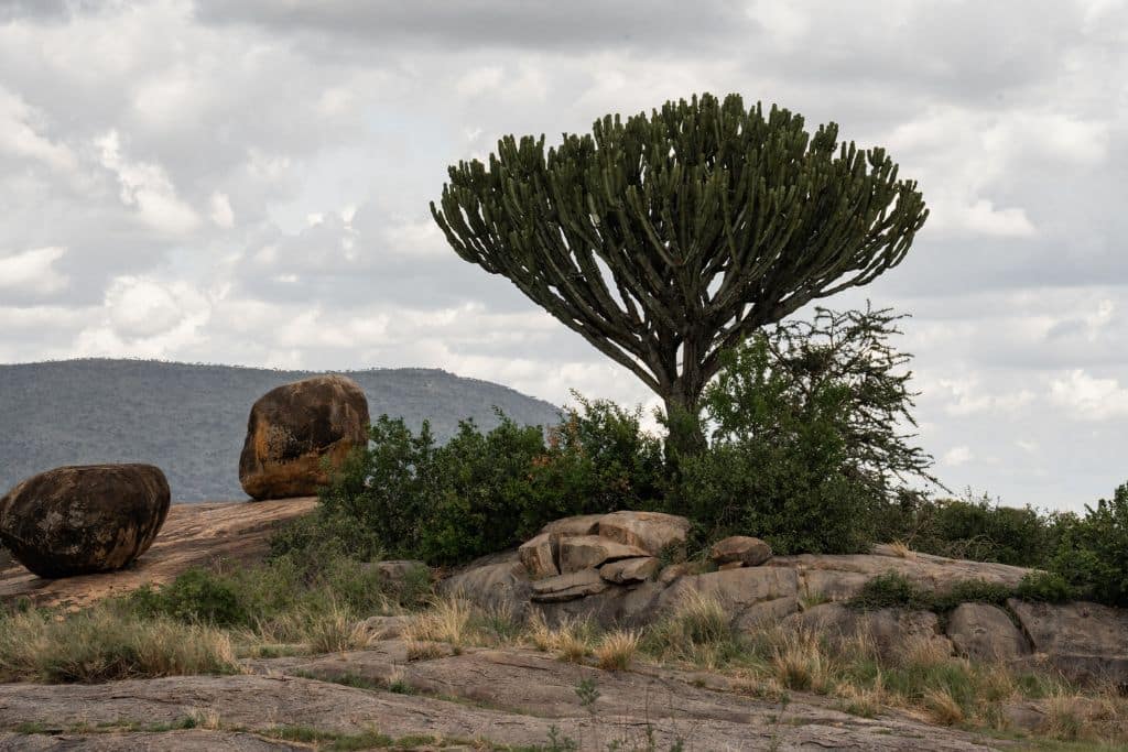 The Serengeti Is Sending Us a Message: It Is Time We Listen