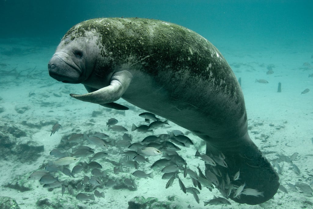 The Endangered Florida manatee.