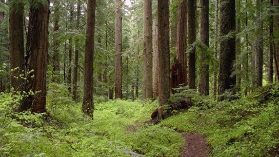Trump to Open Up 59 Million Acres of National Forest to Logging, Mining