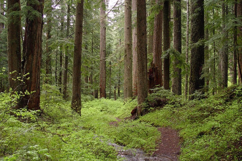 Trump to Open Up 59 Million Acres of National Forest to Logging, Mining