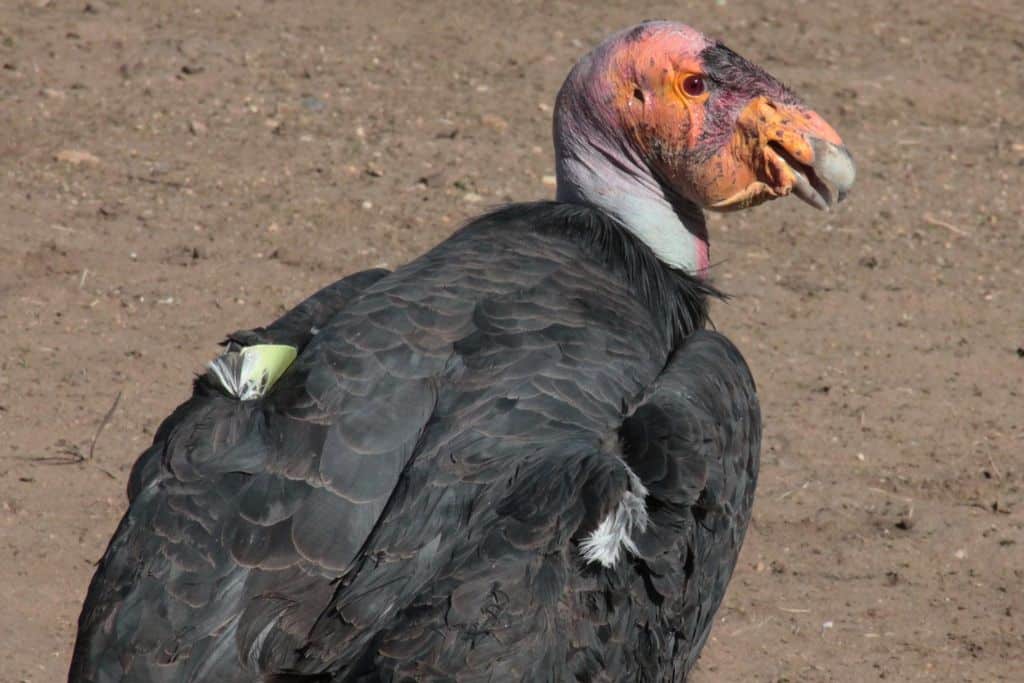 The California condor.