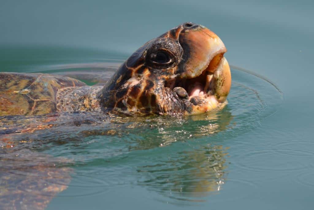 A Look at Some of the Most Endangered Species in the US
