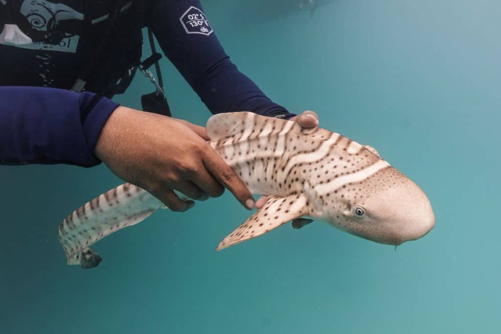 Shadowing a team rewilding sharks in Indonesia.