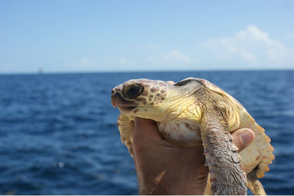 A juvenile loggerhead sea turtle (Caretta caretta) collected within surface pelagic habitat as part of a research effort.