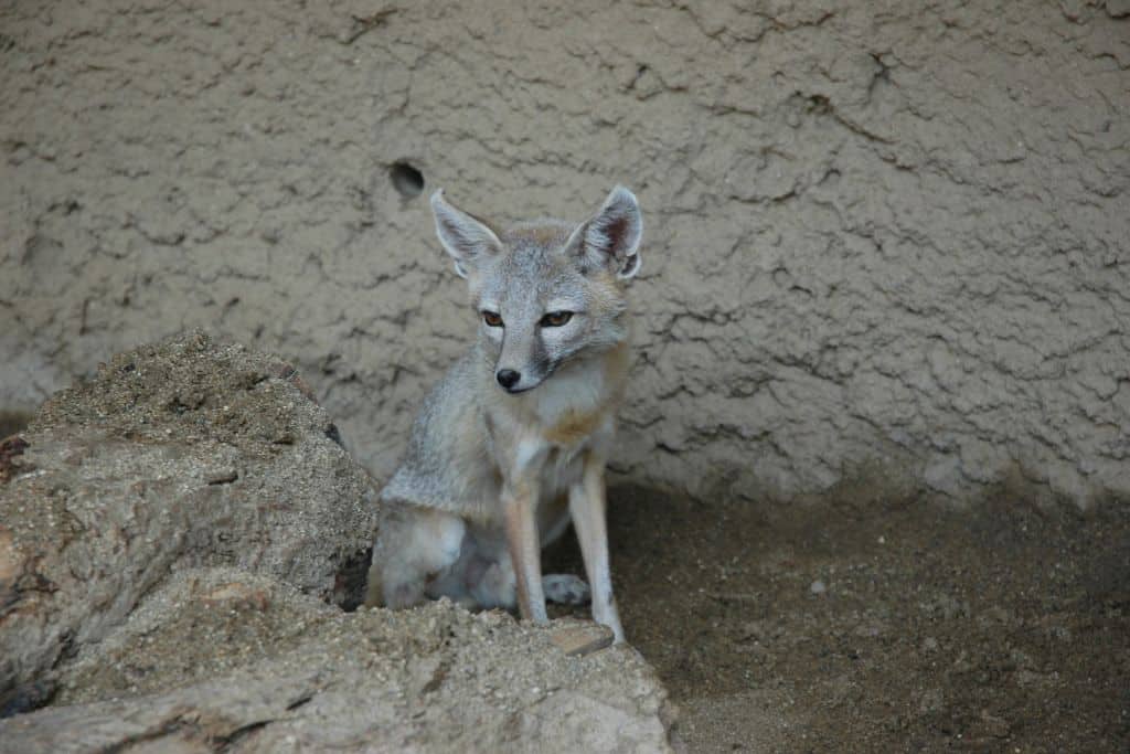 San Joaquin kit fox.