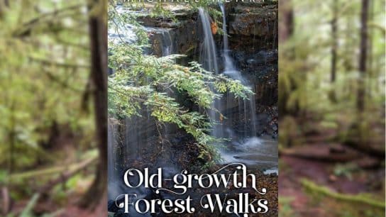 Review: ‘Old-Growth Forest Walks’ By Michael Henry