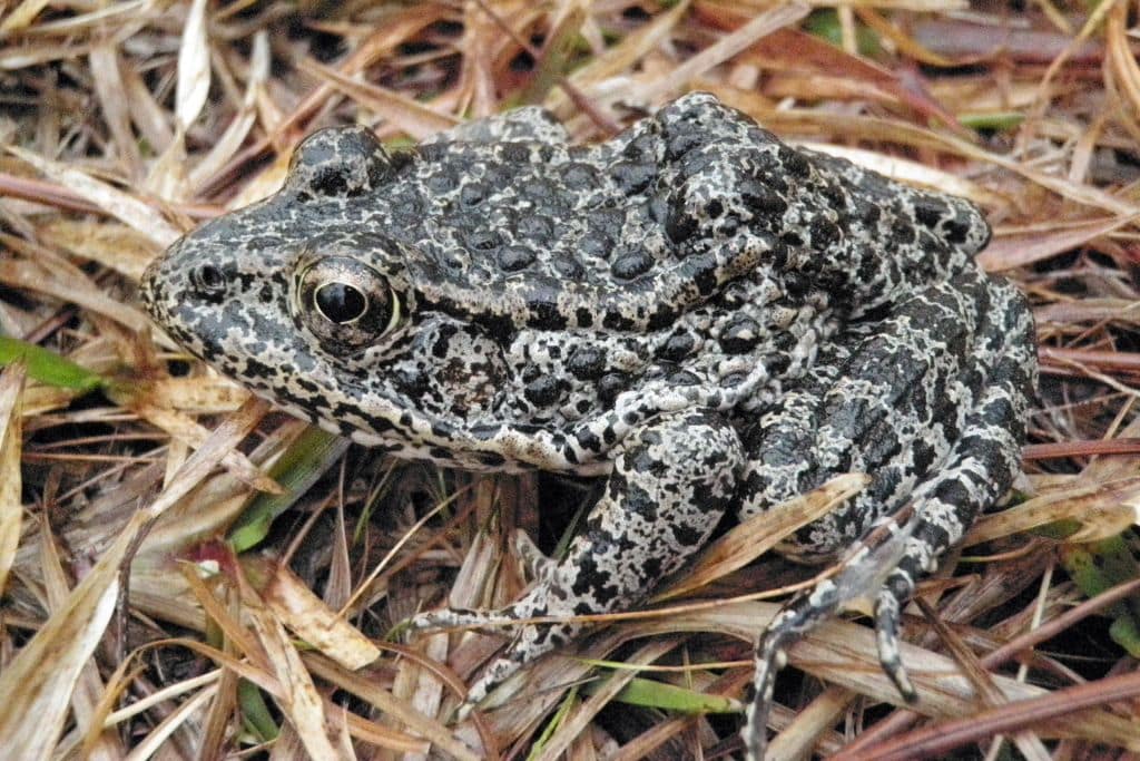 The Mississippi gopher frog, also known commonly as the dusky gopher frog.
